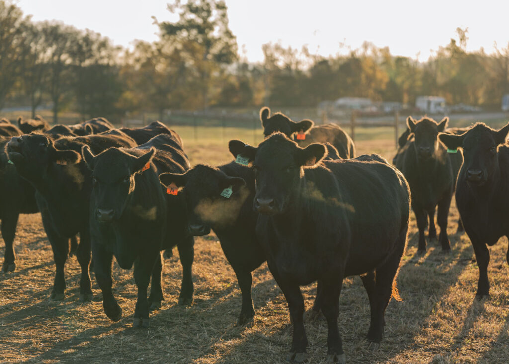 An image of wagyu black angus cows